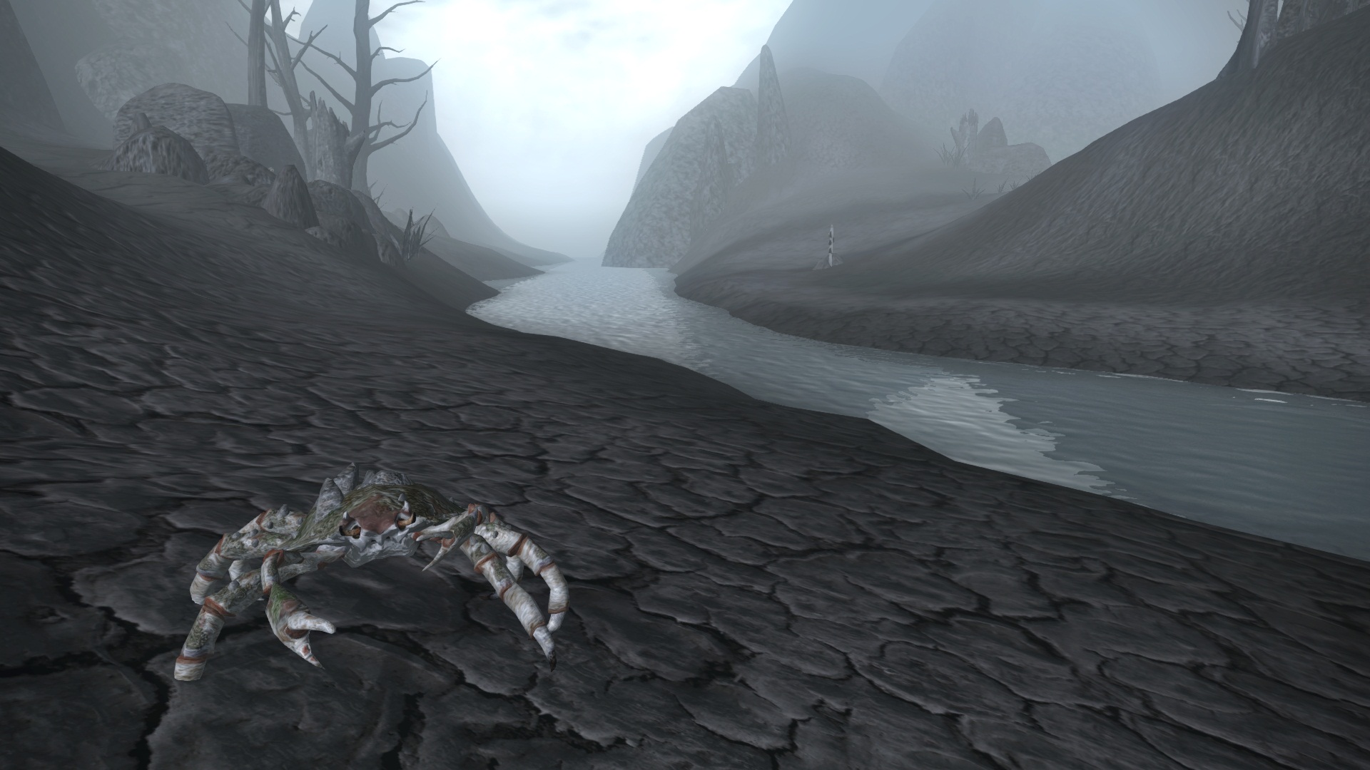 Mud Crab Chasing Me